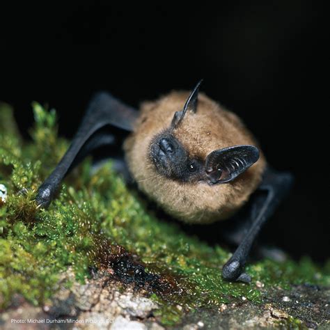 Black m4gic bat